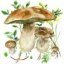 Mushrooms App 62