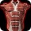 Muscular System 3D 2.0.8