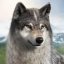 Wolf Game: The Wild Kingdom 1.0.22